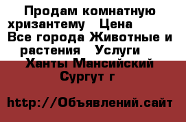 Продам комнатную хризантему › Цена ­ 250 - Все города Животные и растения » Услуги   . Ханты-Мансийский,Сургут г.